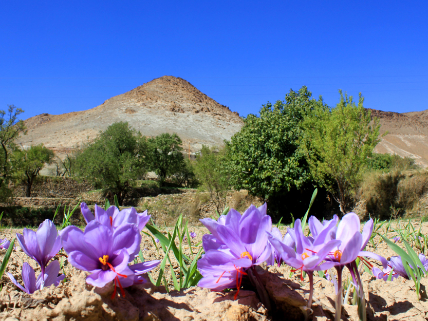 Fleur de Safran - Taliouine