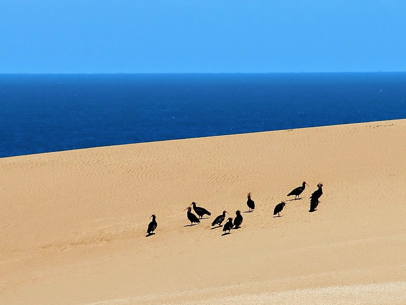 Ibis Chauves - Souss Massa