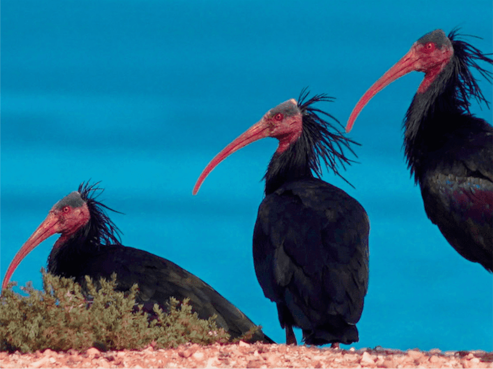 Ibis Chauves - Souss Massa