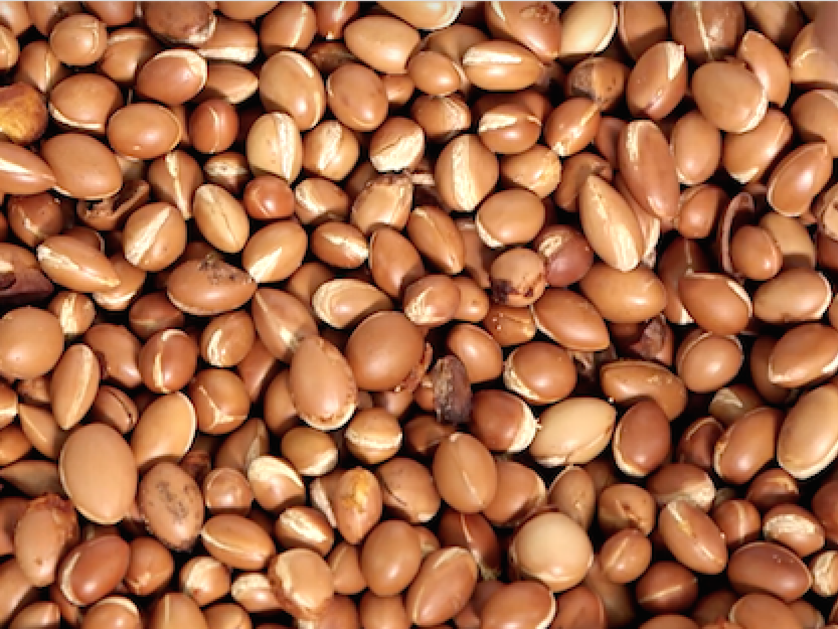Huile D Argan Au Maroc Explore Agadir Souss Massa