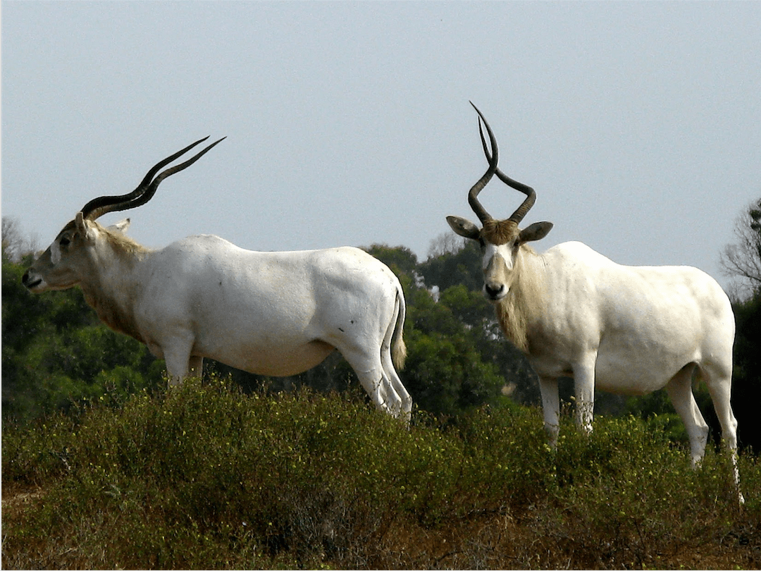 Réserve de Rokein - Parc National du Souss Massa