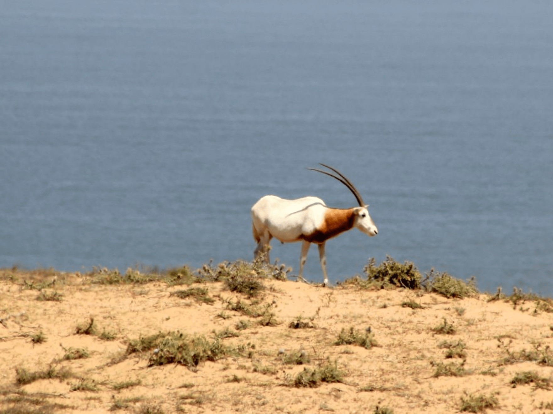 Oryx - Parc National du Souss Massa