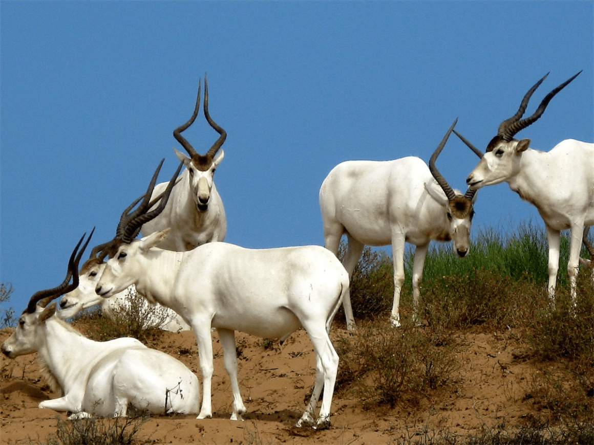 Antilopes - Parc National