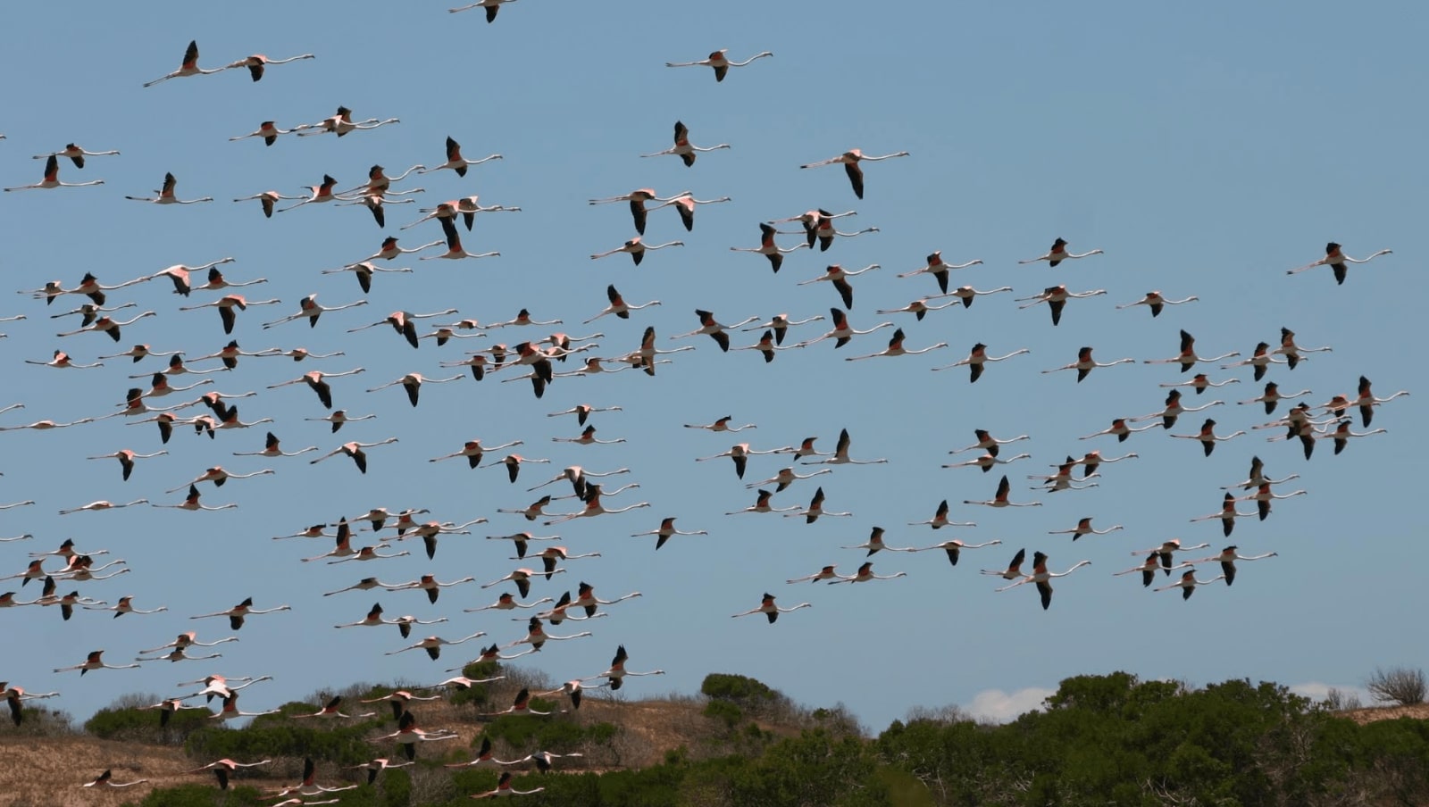 Agadir Observation oiseaux